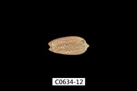 藏品(臺灣榧螺)的圖片